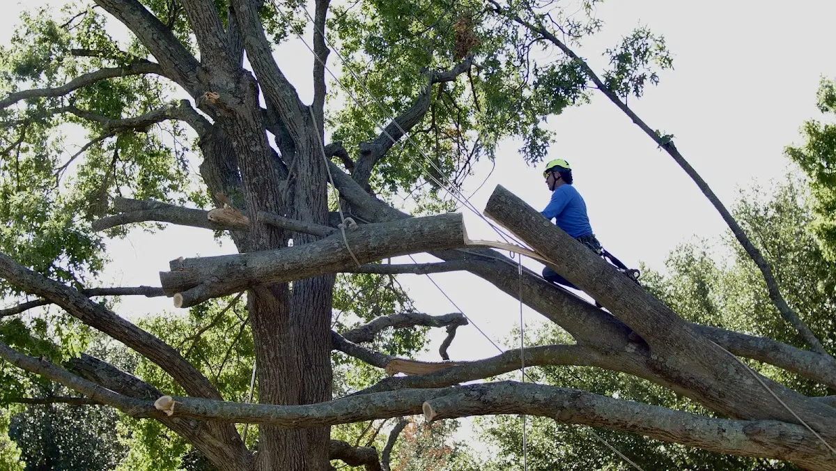 Professional Hazardous Tree Removal performed by certified arborists in Olin